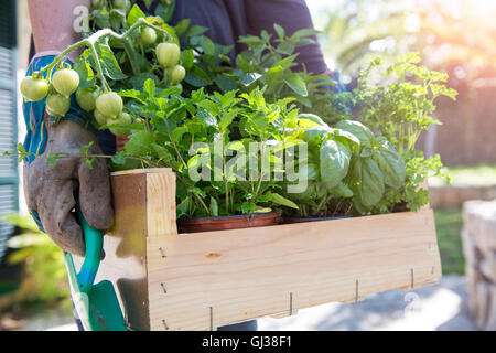Woman carrying crate of herb plants in garden Stock Photo