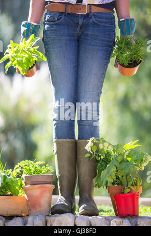 Waist down view of woman with herb plants in garden Stock Photo