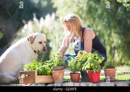 Labrador dog watching woman tending plants in garden Stock Photo