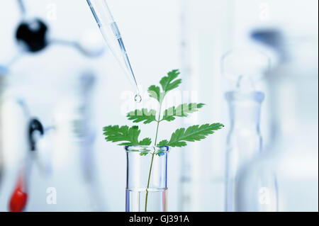 Biotechnology research precision micropipette Stock Photo