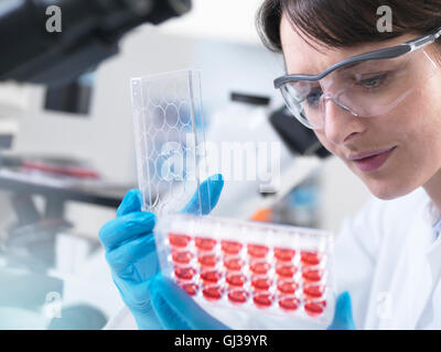 Scientist  viewing experimental cultures growing in multiwell tray in laboratory Stock Photo