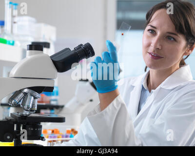 Scientist viewing human blood sample on glass slide in laboratory Stock Photo