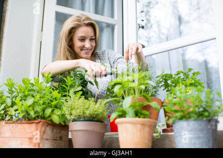 Woman clipping herb plants on windowsill Stock Photo