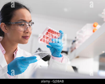 Female scientist examining cell cultures in multi well tray in the laboratory Stock Photo