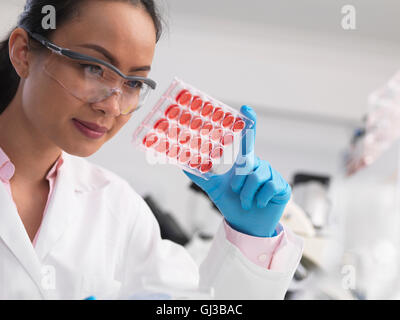Female scientist examining cell cultures in multi well tray in the laboratory Stock Photo