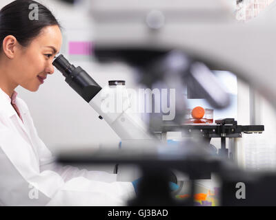 Female scientist examining cell cultures growing in a culture jar by using a inverted microscope in the laboratory Stock Photo