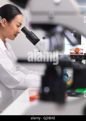Female scientist examining cell cultures growing in a culture jar by using a inverted microscope in the laboratory Stock Photo