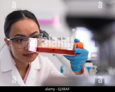 Female scientist examining cell cultures growing in a culture jar in the laboratory Stock Photo
