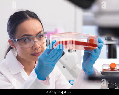 Female scientist examining cell cultures growing in a culture jar in the laboratory Stock Photo