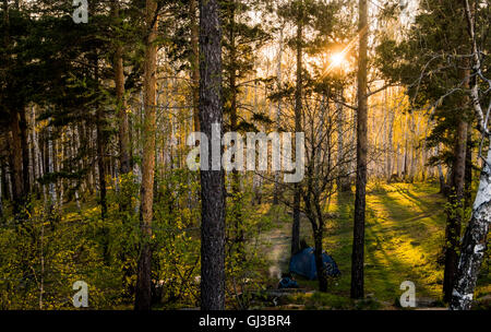 Sunset in forest Stock Photo