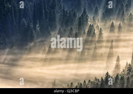 spruce trees in a foggy valley lightened by sun rays. view from the top Stock Photo