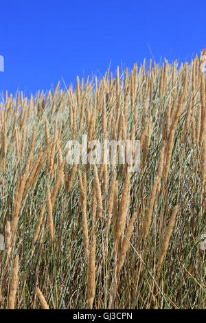 Marram Grass Ammophila arenaria Stock Photo