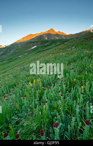 Wildflowers and Ruby Mountain, above Peru Creek, White River National Forest, near Montezuma, Colorado USA Stock Photo