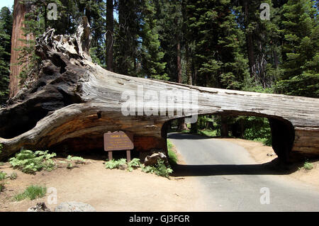 Sequoia National Park's fallen 'Tunnel Log' located along the Crescent Meadow Road in Giant Forest Stock Photo