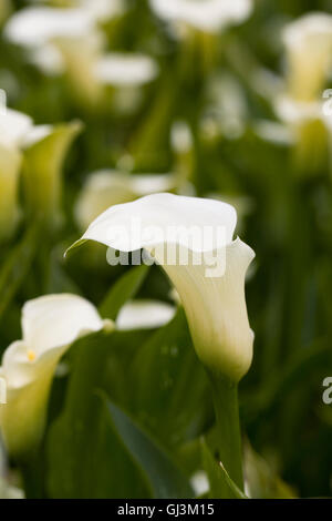 Zantedeschia 'White Flirt' growing outdoors. Stock Photo