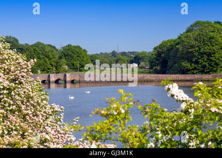 Two mute swans (Cygnus olor) on the Carew River, Pembrokeshire, Wales, UK Stock Photo