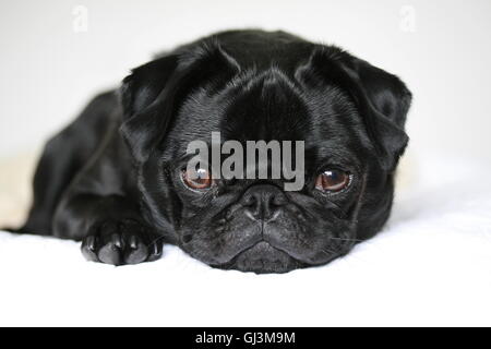 cute black pug dog, 2 year old male pug Stock Photo