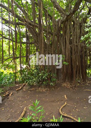 dh  ST KITTS CARIBBEAN Tree tropical garden botanical Stock Photo