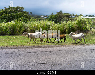 dh  ST KITTS CARIBBEAN Caribbean sheep flock by road