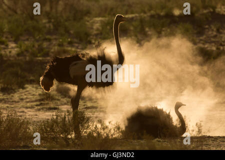 Ostriches (Struthio camelus) dustbathing, Kgalagadi Transfrontier Park, South Africa Stock Photo
