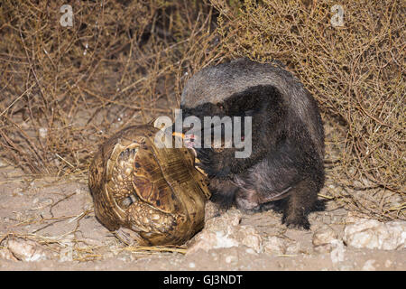 Honey Badger or ratel (Mellivora capensis) eating leopard tortoise (Geochelone pardalis), Kgalagadi, South Africa Stock Photo