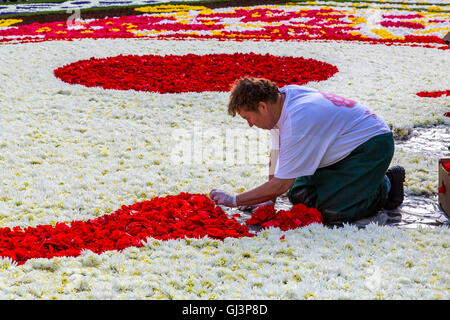 Flower Carpet on the Grand Place in Brussels, Belgium, over 600,000 flowers, begonias and dahlias,  assembly of the carpet Stock Photo
