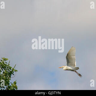 Cattle egret during breeding season with orange plume on its head and back, flying over a marsh in Cameron Parish, Louisiana. Stock Photo