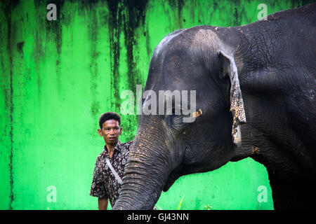 Medan, North Sumatra, Indonesia. 12th Aug, 2016. A guard with the Sumatran elephants were trained in Medan Zoo on August 12, 2016, Indonesia. At the World Elephant Day, habitat loss due to massive illegal logging and deforestation for palm oil plantation in Sumatra Island today only 1,724 Sumatran elephants remaining in the wild, down 39 percent from the 2007 population estimates. Credit:  Ivan Damanik/ZUMA Wire/Alamy Live News Stock Photo