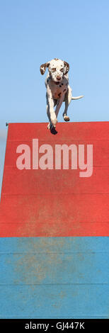 Rockingham Castle, Corby, Northamptonshire, UK. 12th Aug, 2016. A contestant mounts the high board during the international agility contest for dogs organised by the Kennel Club at Rockingham Castle, Corby, on thursday 12 august, 2016; more than two thousand dogs took part in the competition. Credit:  miscellany/Alamy Live News Stock Photo