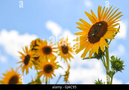Washington, DC, USA. 12th Aug, 2016. Sunflowers are pictured in the sunflower field at Burnside Farms, Virginia, the United States, Aug. 12, 2016. © Bao Dandan/Xinhua/Alamy Live News Stock Photo