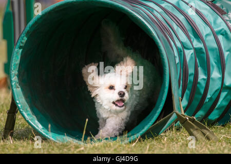 Rockingham Castle, Northamptonshire, UK. 13th Aug, 2016. An energetic dog tackles one of the obstacles at the international dog agility competition at Rockingham Castle on saturday 13 august 2016. Credit:  miscellany/Alamy Live News Stock Photo