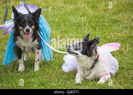 Burley, Hampshire, UK. 13th Aug, 2016. Sheepdogs dressed as fairies wearing tutus and wings at the New Forest Fairy Festival at Burley in August. Credit:  Carolyn Jenkins/Alamy Live News Stock Photo