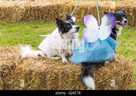 Burley, Hampshire, UK. 13th Aug, 2016. Sheepdogs dressed as fairies wearing tutus and wings at the New Forest Fairy Festival at Burley in August. Credit:  Carolyn Jenkins/Alamy Live News Jenkins/Alamy Live News Stock Photo