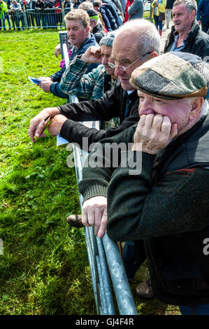 Ardara, County Donegal, Ireland. 13th Aug, 2016. Farmers look on with great interest at judging of cattle at the annual Ardara Agricultural show in the rural west coast town. Photo by:Richard Wayman Credit:  Richard Wayman/Alamy Live News Stock Photo