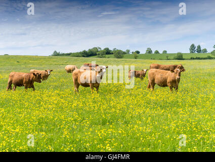 Brown beef cows and calves in a field of buttercups on an English summers day Stock Photo