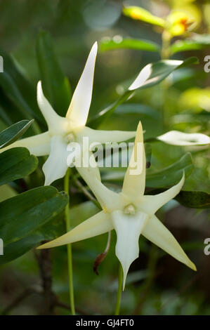 Darwin's or Comet Orchid Angraecum sesquipedale Palmarium Ankanin'ny Nofy Madagascar Stock Photo