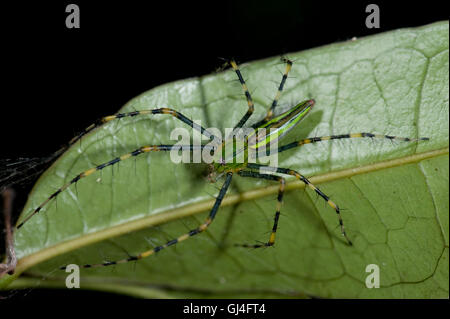 Malagasy Green Lynx Spider Peucetia madagascariensis Stock Photo