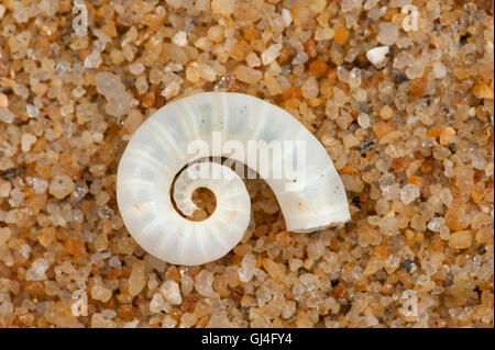 Rams Horn Shell Spirula spirula Madagascar Stock Photo