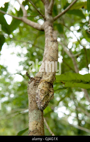 Leaf Tailed Gecko Uroplatus fimbriatus Madagascar Stock Photo