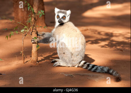 Ring Tailed Lemur Lemur catta Madagascar Stock Photo