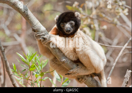 Crowned Sifaka Propithecus coronatus Madagascar Stock Photo