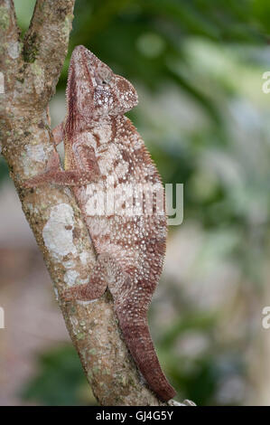 Oustalet's Chameleon Furcifer oustaleti Madagascar Stock Photo