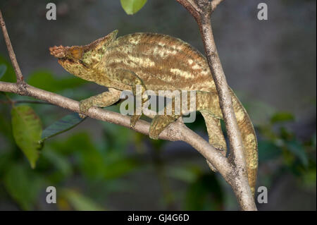 Short Horned Calumma brevicornis Madagascar Stock Photo