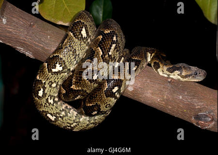 Madagascar Tree Boa Sanzinia madagascariensis Stock Photo