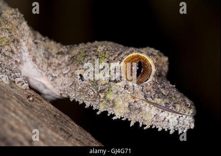 Mossy Leaf Tailed Gecko Uroplatus sikorae Madagascar Stock Photo