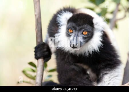 Black and White Ruffed Lemur Varecia variegata Madagascar Stock Photo