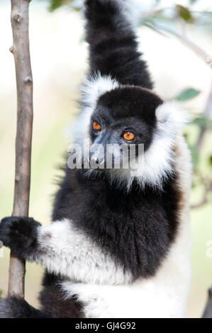 Black and White Ruffed Lemur Varecia variegata Madagascar Stock Photo