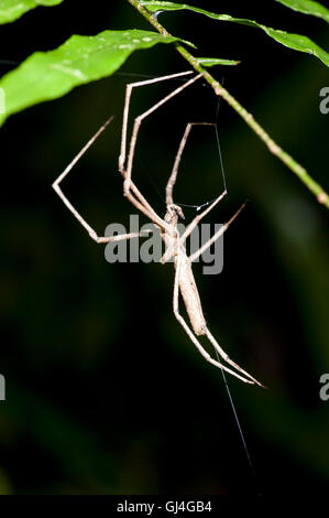 Ogre faced / Net-casting spider Deinopis sp Madagascar Stock Photo