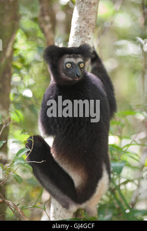 Indri Lemur Madagascar Stock Photo