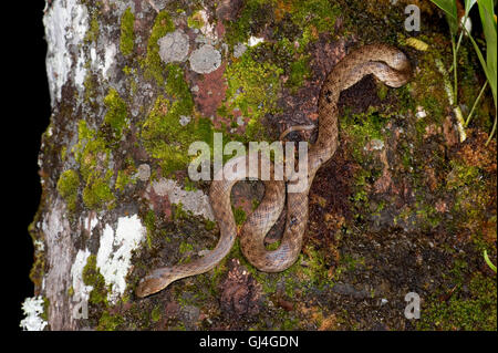 Madagascar cat eyed snake (Madagascarophis colubrinus), in front of a